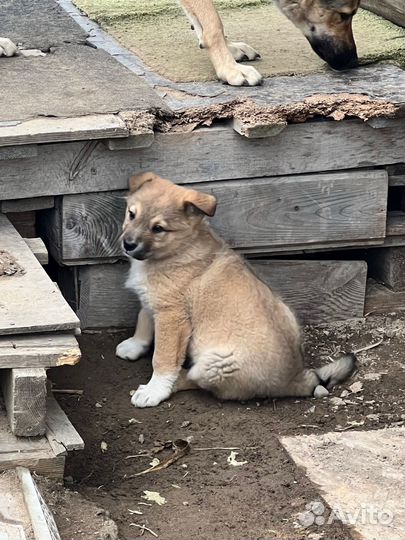 Щенок в добрые руки бесплатно