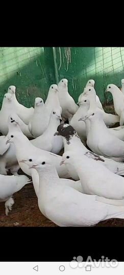 Бакинские бойные голуби