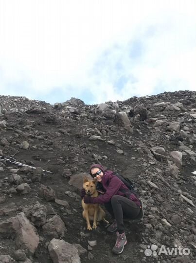 Выгул собак