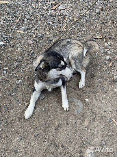 Малышка Луна жертва предательства