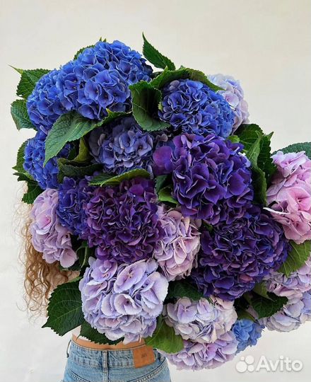 Роскошная фиолетовая Гортензия Премиум букеты