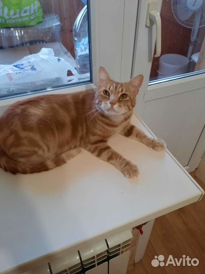 Кошки в добрые руки бесплатно