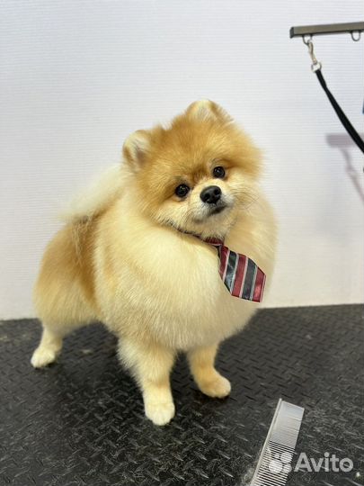 Грумер. Стрижка собак и кошек