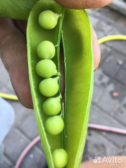 Зеленый горошек с куста