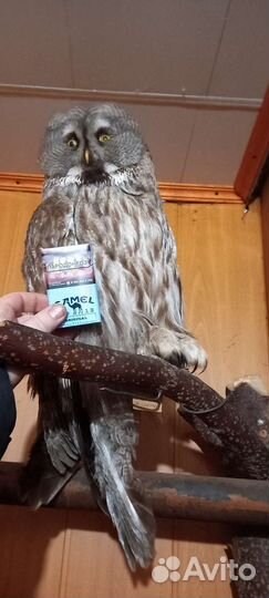 Чучело совы