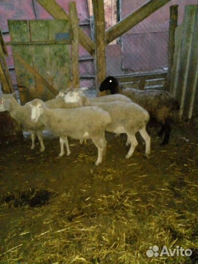 Овцы бараны
