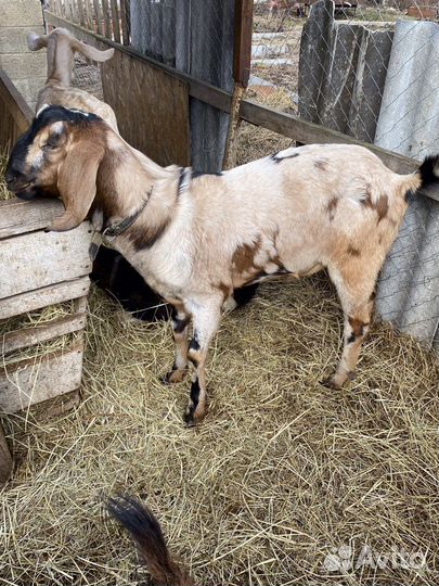 Козел на вязку