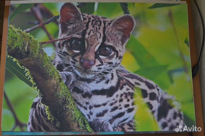 Плакаты интерьерные