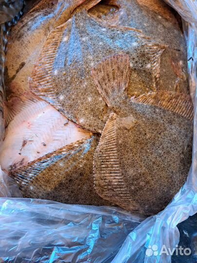 Камбала Калкан Азовский