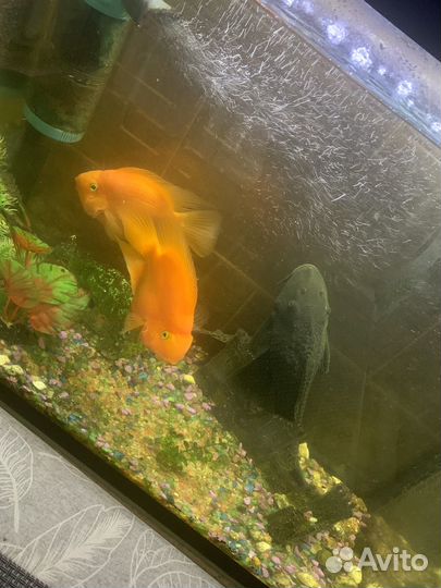 Аквариумные рыбки попугаи сомы