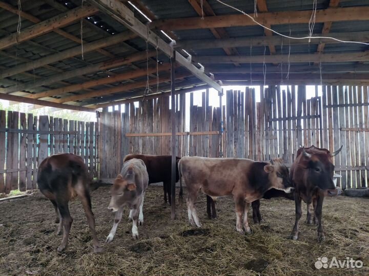 Коровы и бычки