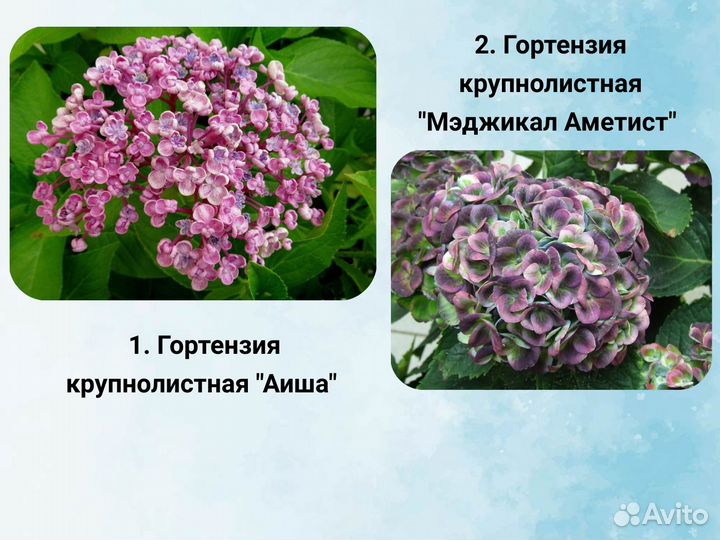 Саженцы крупнолистной гортензии