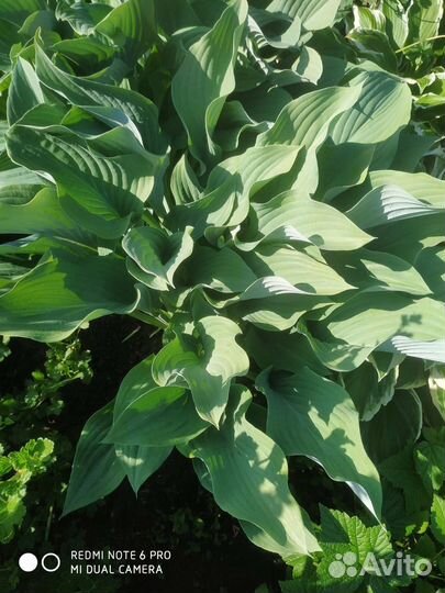 Цветы многолетки