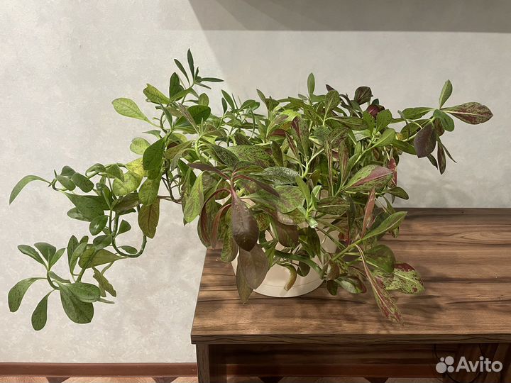 Синадениум