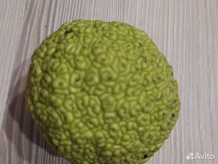 Маклюра сушеная