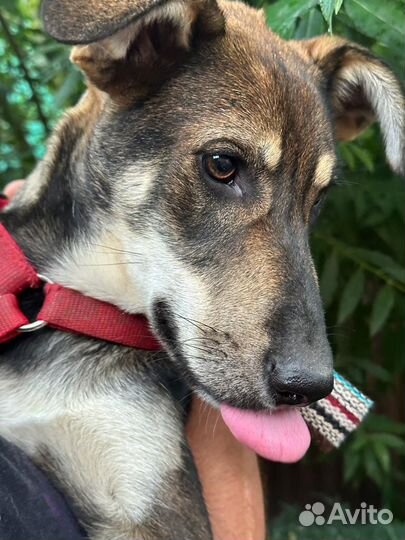 Собака в добрые руки отдам бесплатно