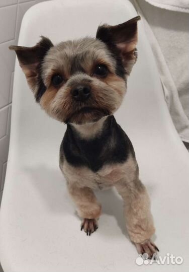 Грумер, стрижка собак и кошек