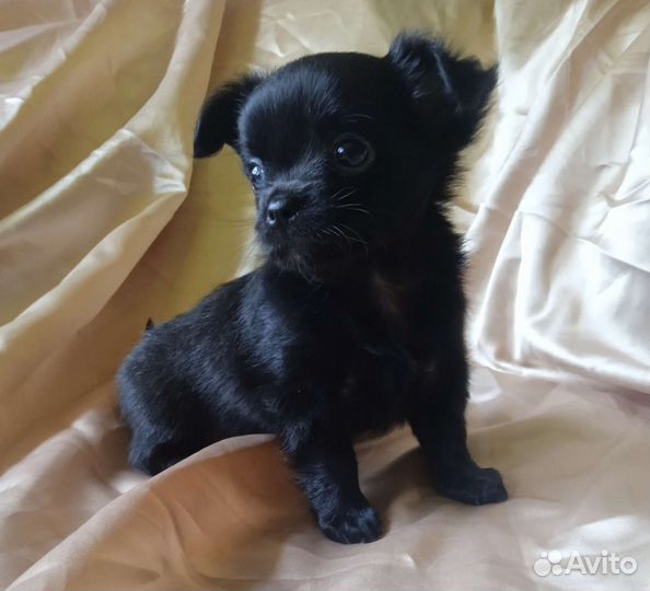 Щенки чихуахуа длинношерстные мини