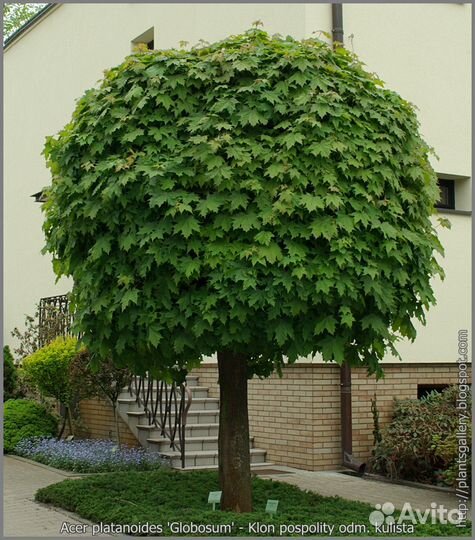 Туя, и все виды растений