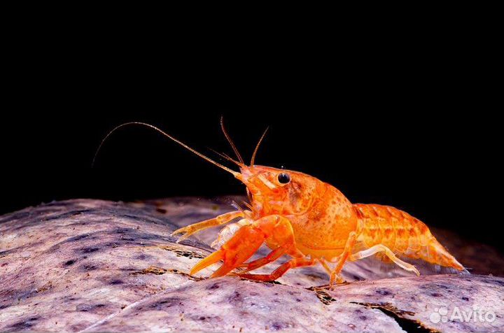 Мексиканские Карликовые Раки