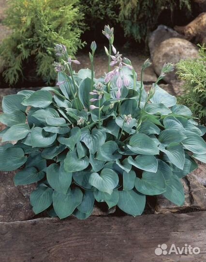 Хоста голубая Блю Кадет (Blue Cadet)