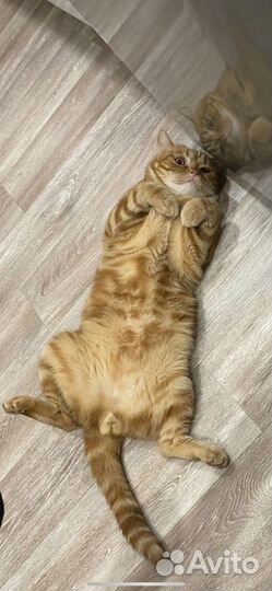 Шотландский кот вязка