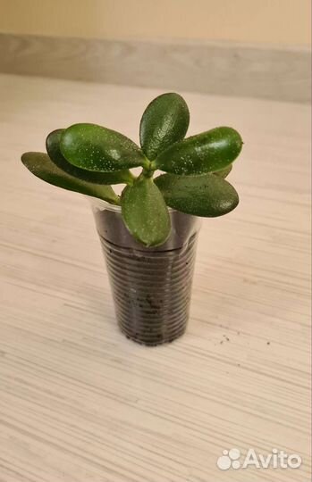 Толстянка, денежное дерево цветок