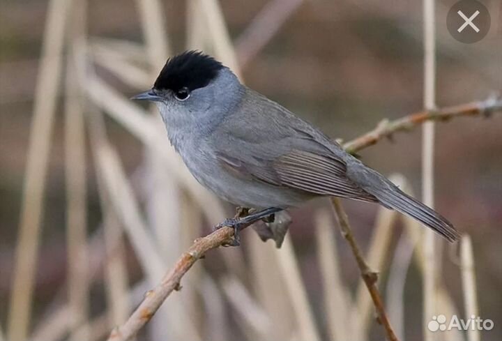 Чижи щеглы певчие птицы