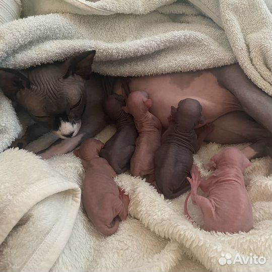 Канадский сфинкс