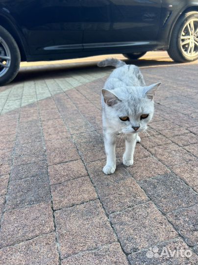 Британская кошка в дар