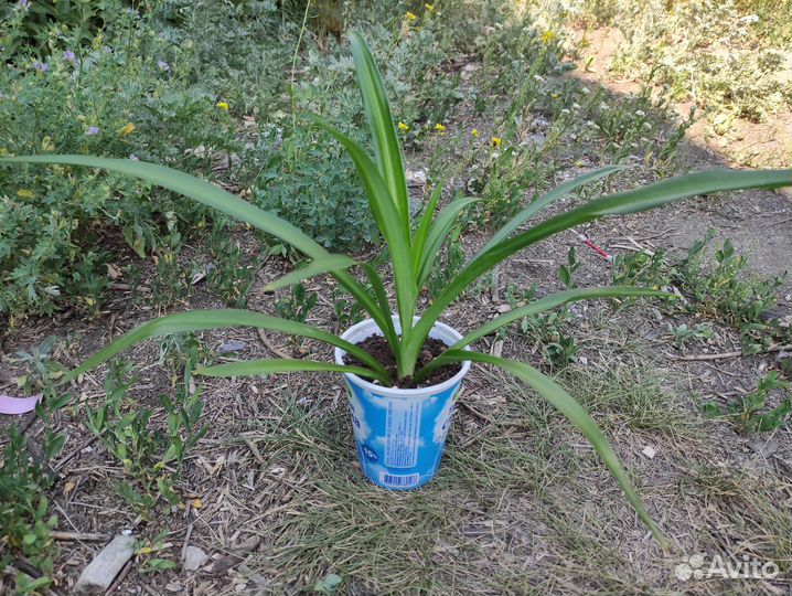 Хлорофитум