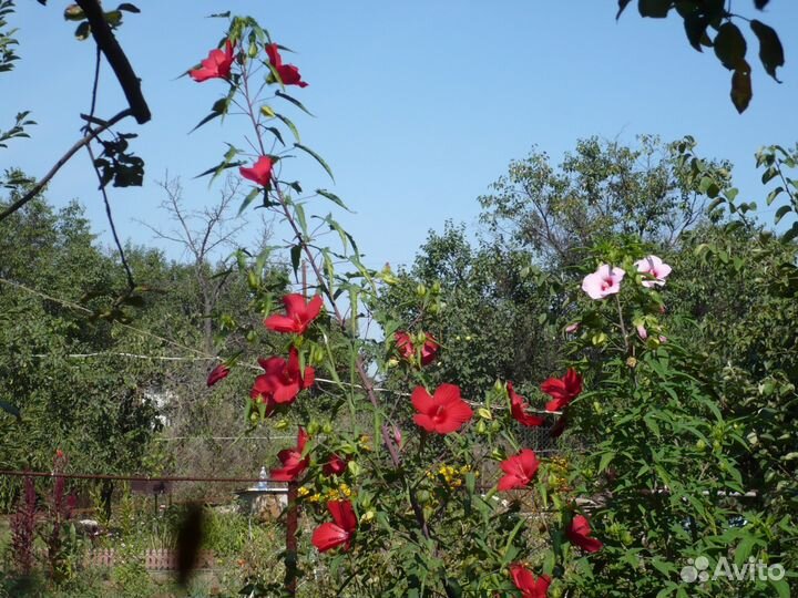 Гибискусы садовые