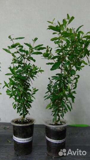 Комнатные гранаты маленькие и побольше, самовывоз