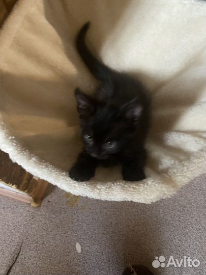 Сибирские котята
