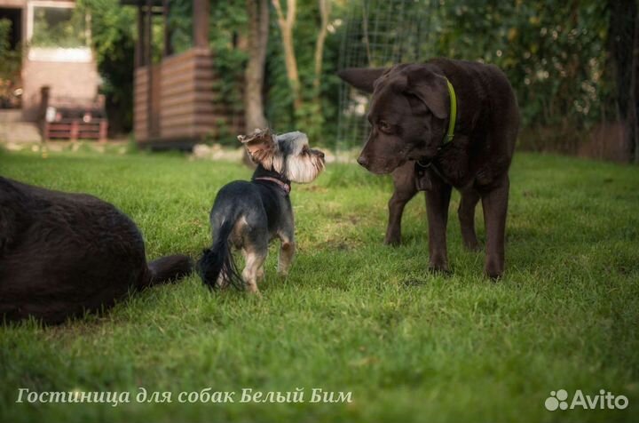 Гостиница (передержка) для собак 