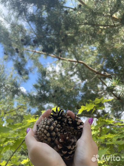 Шишки сосновые