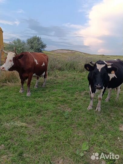 Коровы и телки