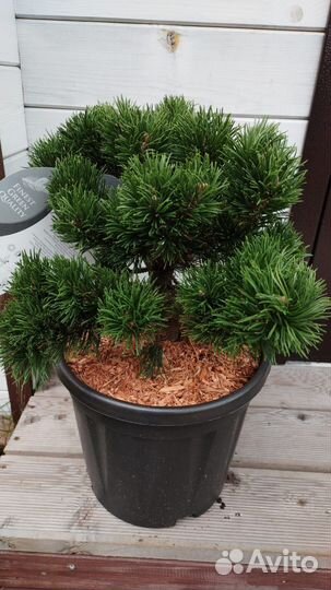 Хвойные из питомников Голландии/Польши