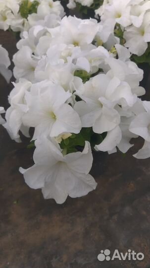 Рассада цветов