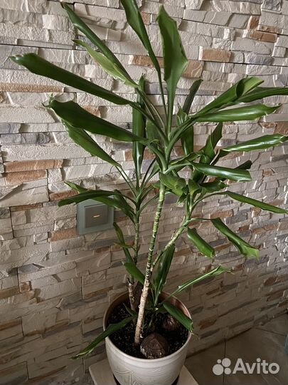 Фикус Баррок, ф. Бенджамина, Драцена