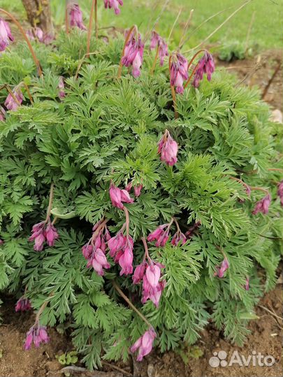 Многолетники неприхотливые