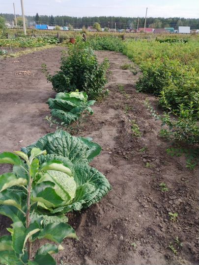 Участок 6 га (СНТ, ДНП)