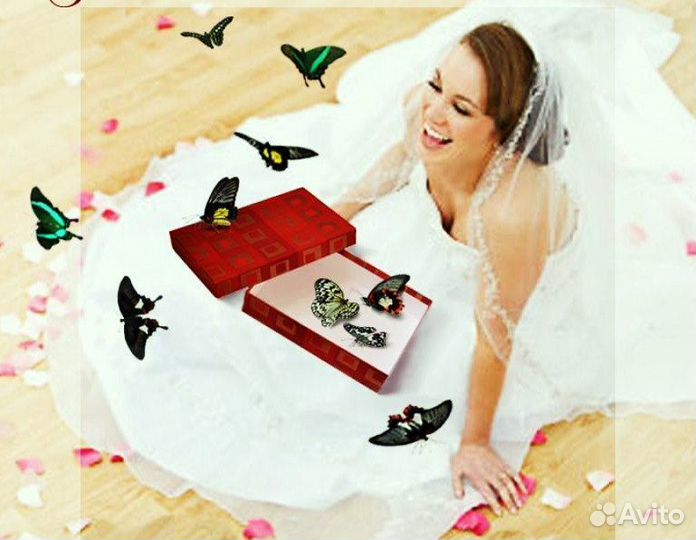 Франшиза Салюты из Живых Тропических Бабочек 3245