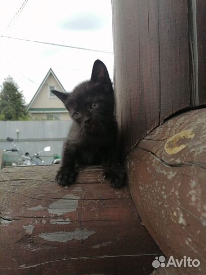 Котята 1,5 месяца