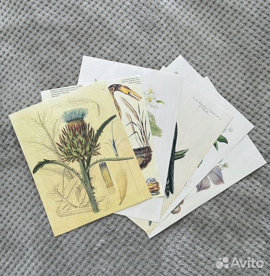 Плакаты винтажные с растениями и животными