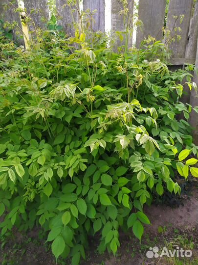 Декоративные кустарники. Лианы