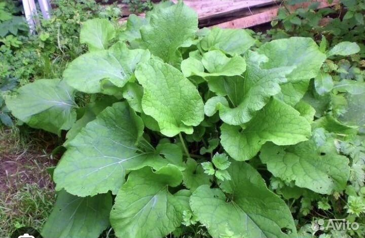 Лопух листья