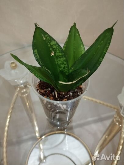 Сансевиерии Абрутианы Йеллоустоун,Марлоу,Sem и др