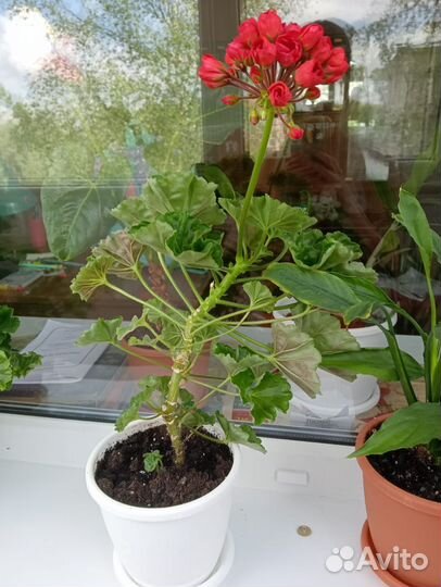 Пеларгония герань сортовая