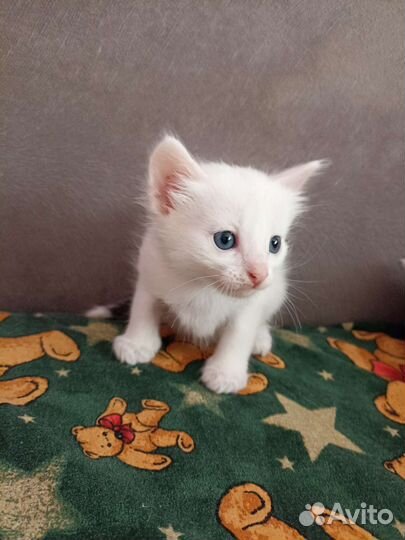 Кошка в дар бесплатно